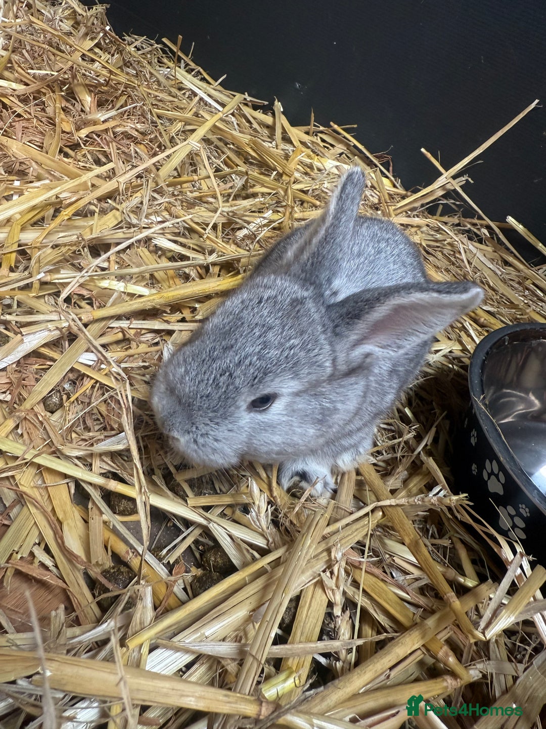 British Giant rabbits for sale: Giant rabbits  - Image 5