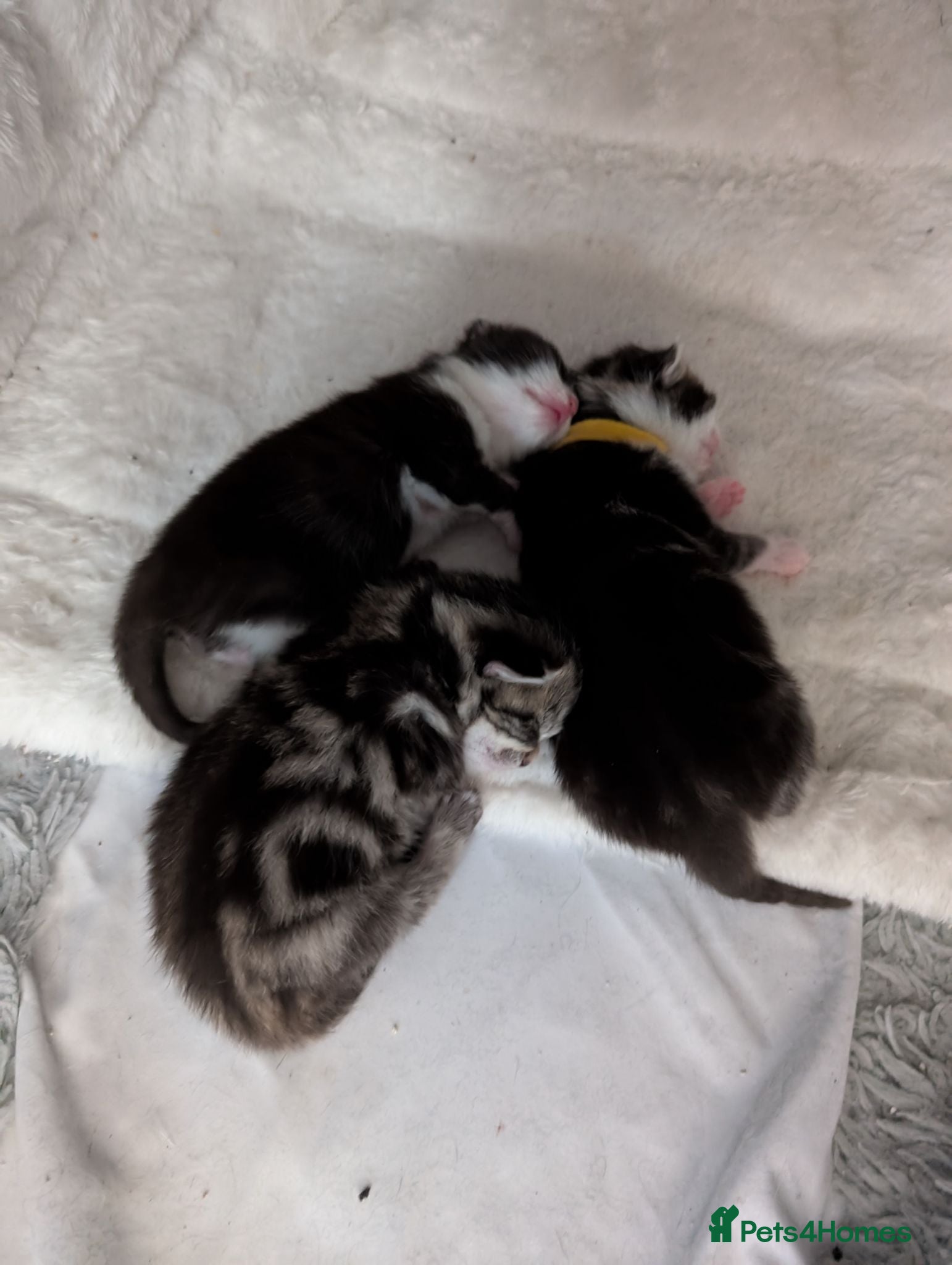 Mixed Breed cats Bi colour Ragdoll cross female kittens  - Advert 14