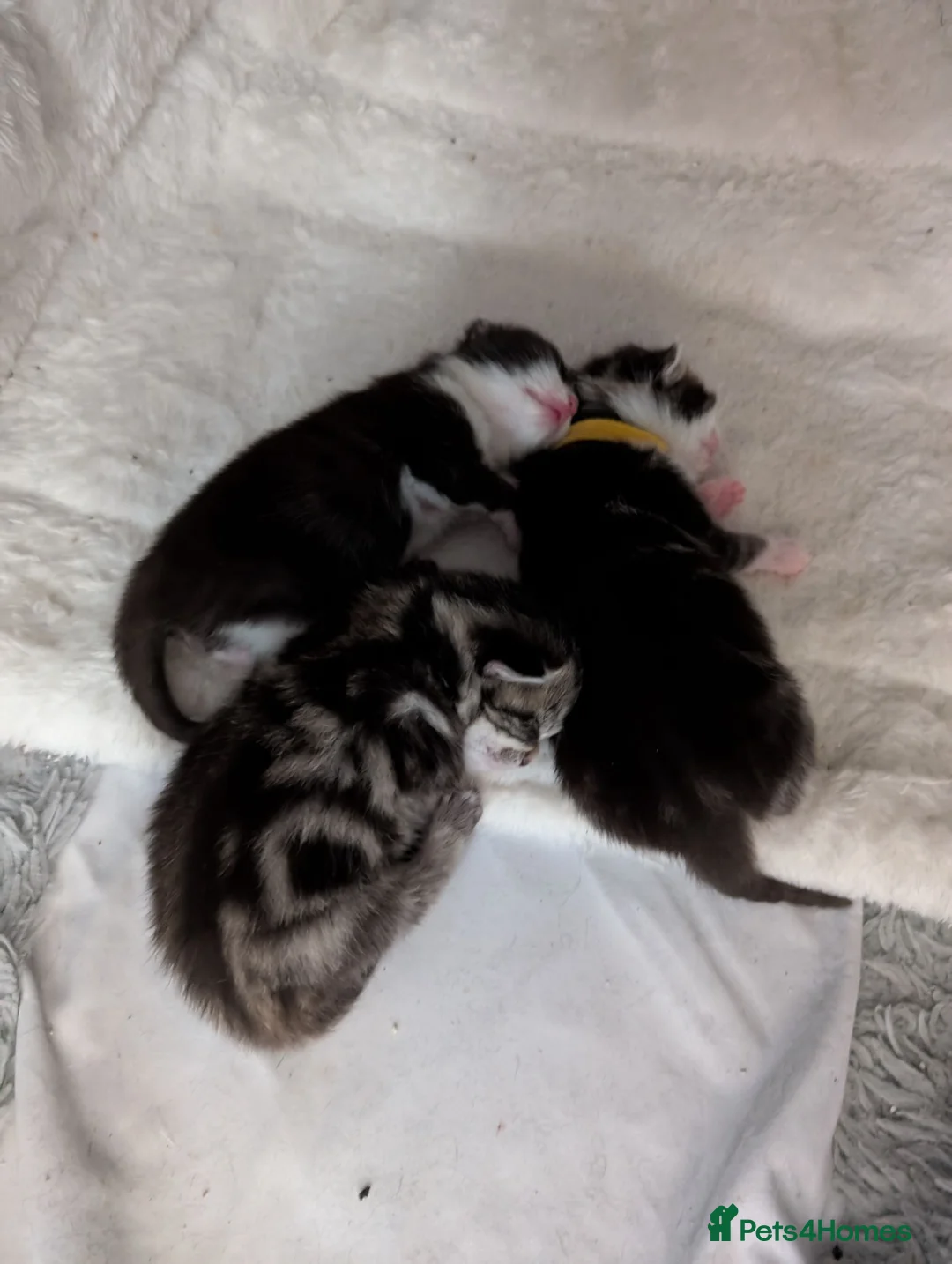 Mixed Breed cats for sale: Bi colour Ragdoll cross female kittens  in Sheffield - Advert 1