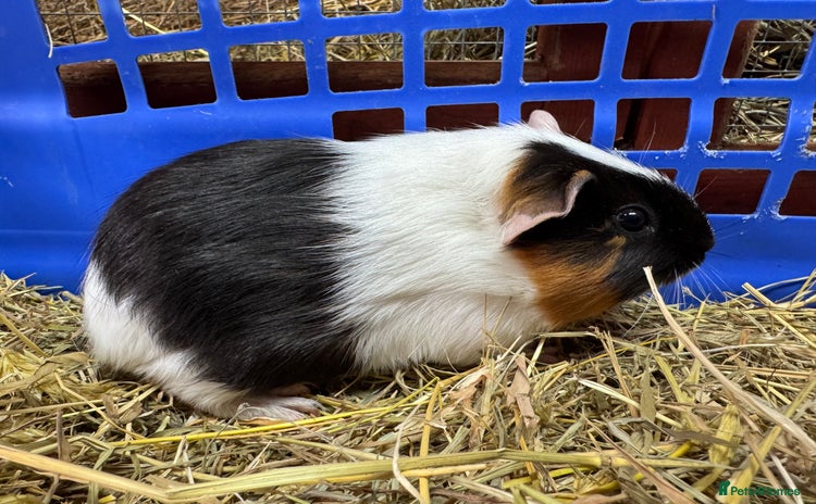 Guinea Pig rodents in Okehampton - Advert 2