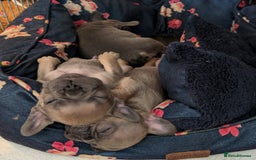 French Bulldog dogs for sale: Reduced! French bulldog male puppy  - Image 13