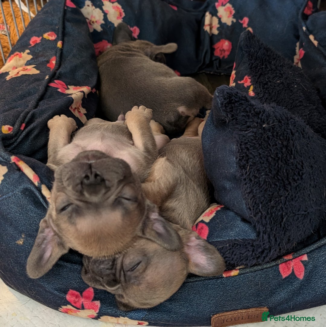French Bulldog dogs for sale: Reduced! French bulldog male puppy  - Image 13