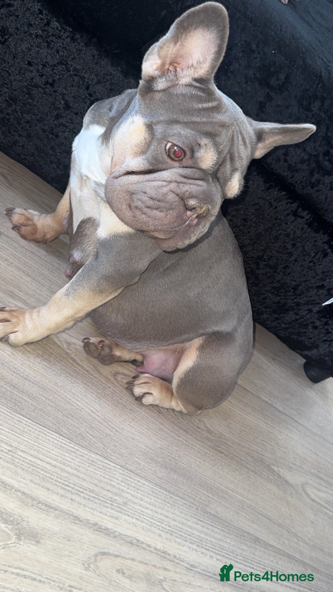 French Bulldog dogs Husky Pink Frenchies  - Advert 1