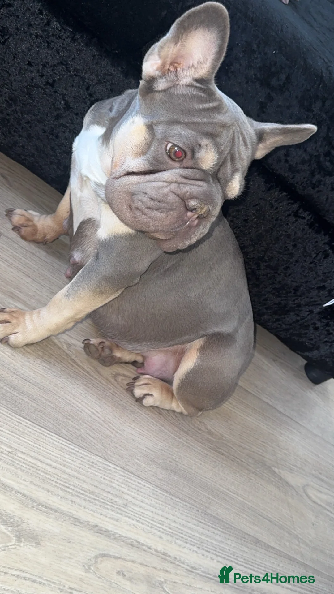 French Bulldog dogs for sale: Husky Pink Frenchies  - Advert 1