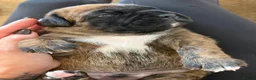 Boxer dogs for sale:  Beautiful Boxer Puppies  in Bristol - Advert 5