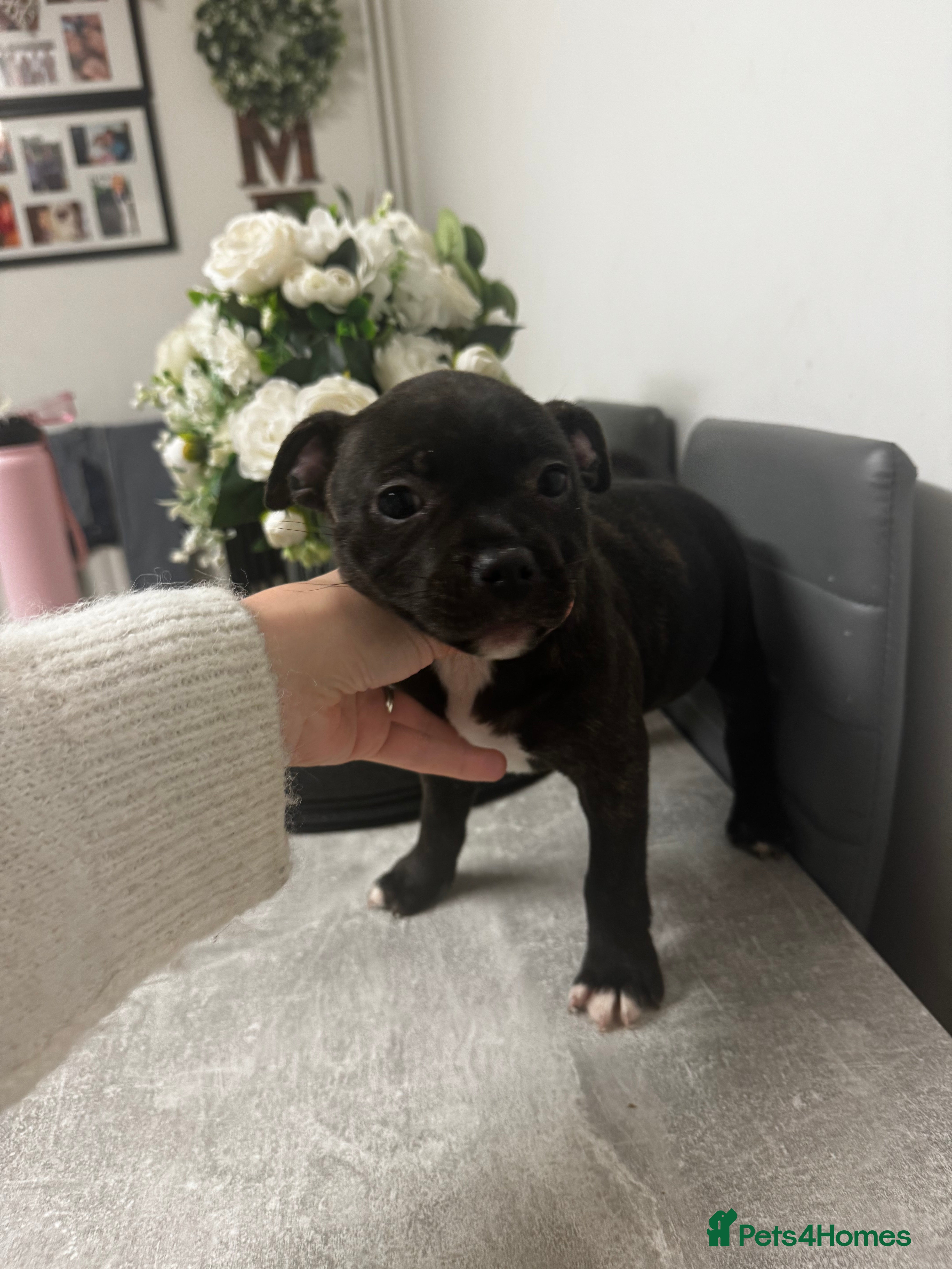 Staffordshire Bull Terrier dogs Staffordshire bull terrier puppies - Advert 17