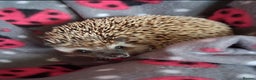 Pygmy Hedgehog rodents for sale: African Pygmy Hedgehog Male 9 months - Advert 1