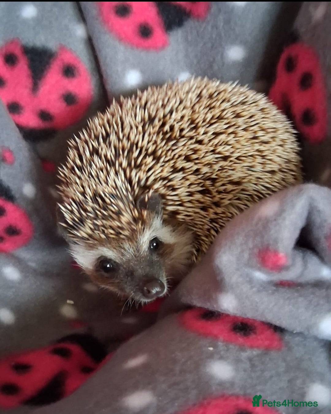 Pygmy Hedgehog rodents for sale: African Pygmy Hedgehog Male 9 months - Advert 1