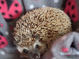 Pygmy Hedgehog rodents African Pygmy Hedgehog Male 9 months - Advert 1