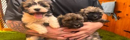 Yorkiepoo dogs for sale: Beautiful yorkipoo’s  - Advert 3