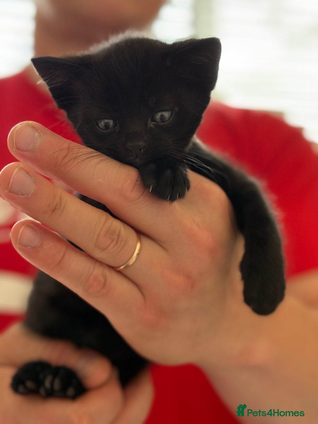 Mixed Breed cats for sale: kittens looking for new home - Image 5