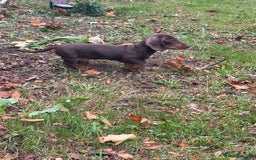 Miniature Dachshund dogs for sale: Stunning mini sausages!  - Image 2