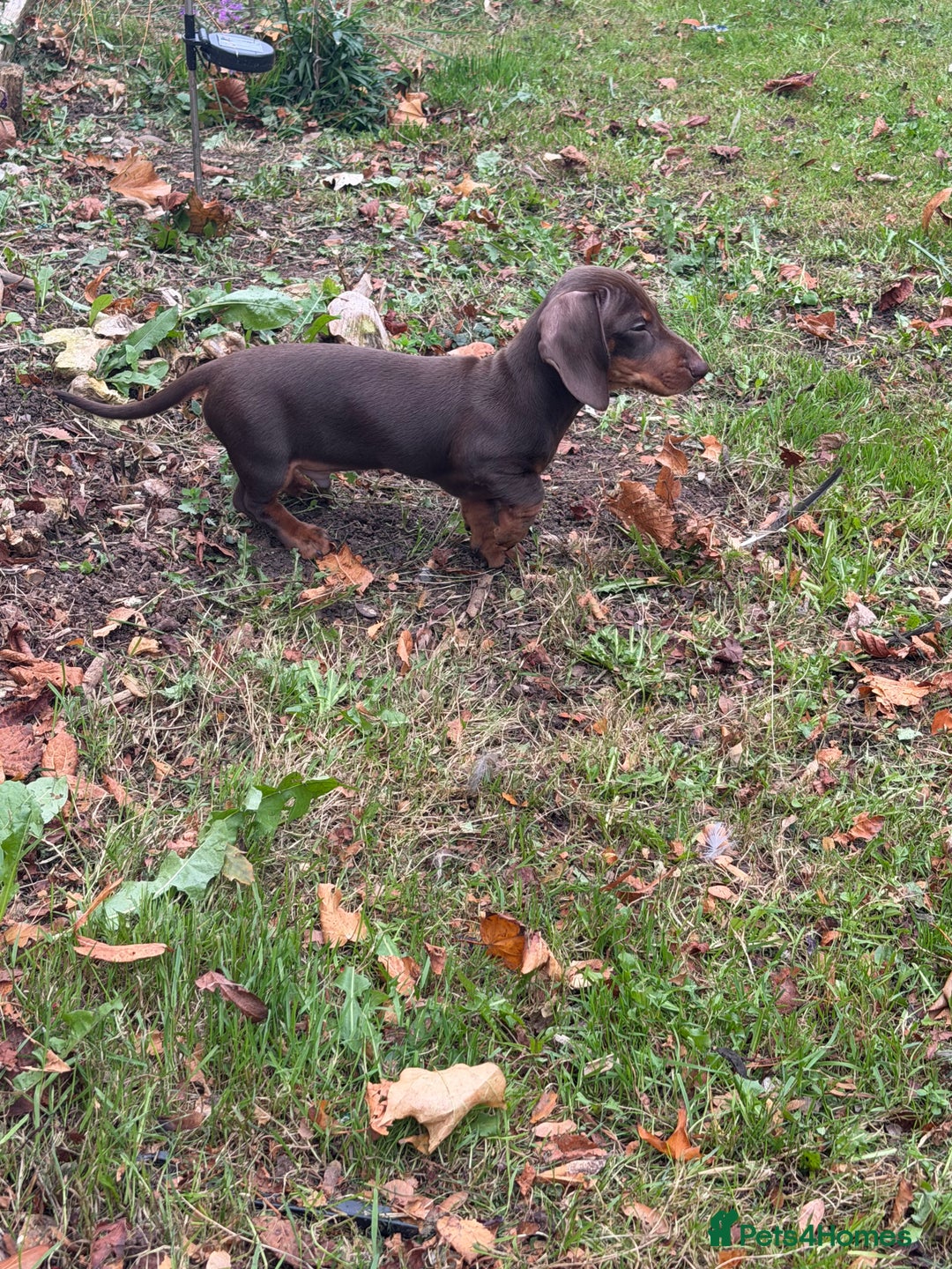 Miniature Dachshund dogs for sale: Stunning mini sausages!  - Image 2