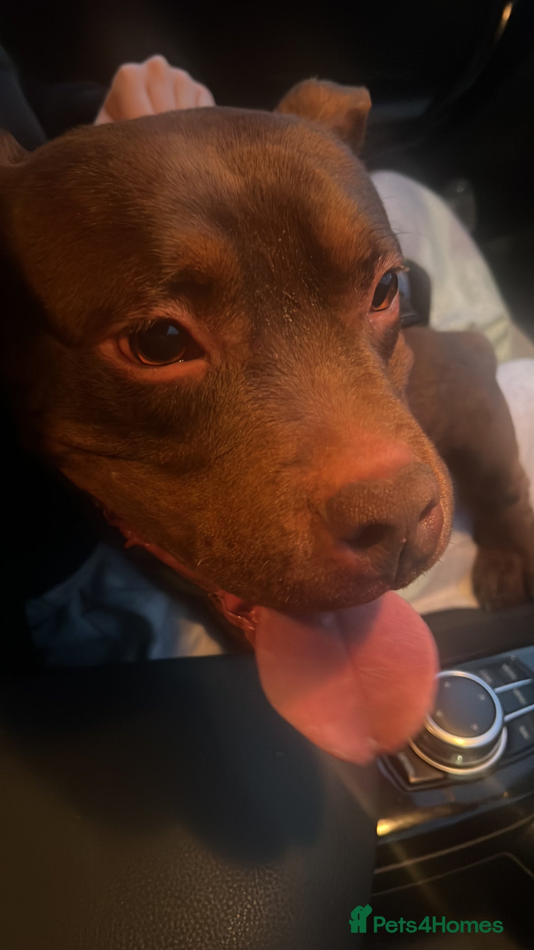 American Bully dogs for sale: pocket bully 2.5 years - Image 2
