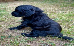 Maltipoo dogs for sale: Beautiful cheeky maltipoo, ball of fluff - Image 12