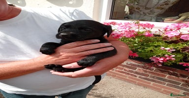 Labrador Retriever dogs - Advert 15