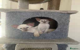 Siamese cats for sale: Lovely Siamese kittens🩵 in Leeds - Image 10