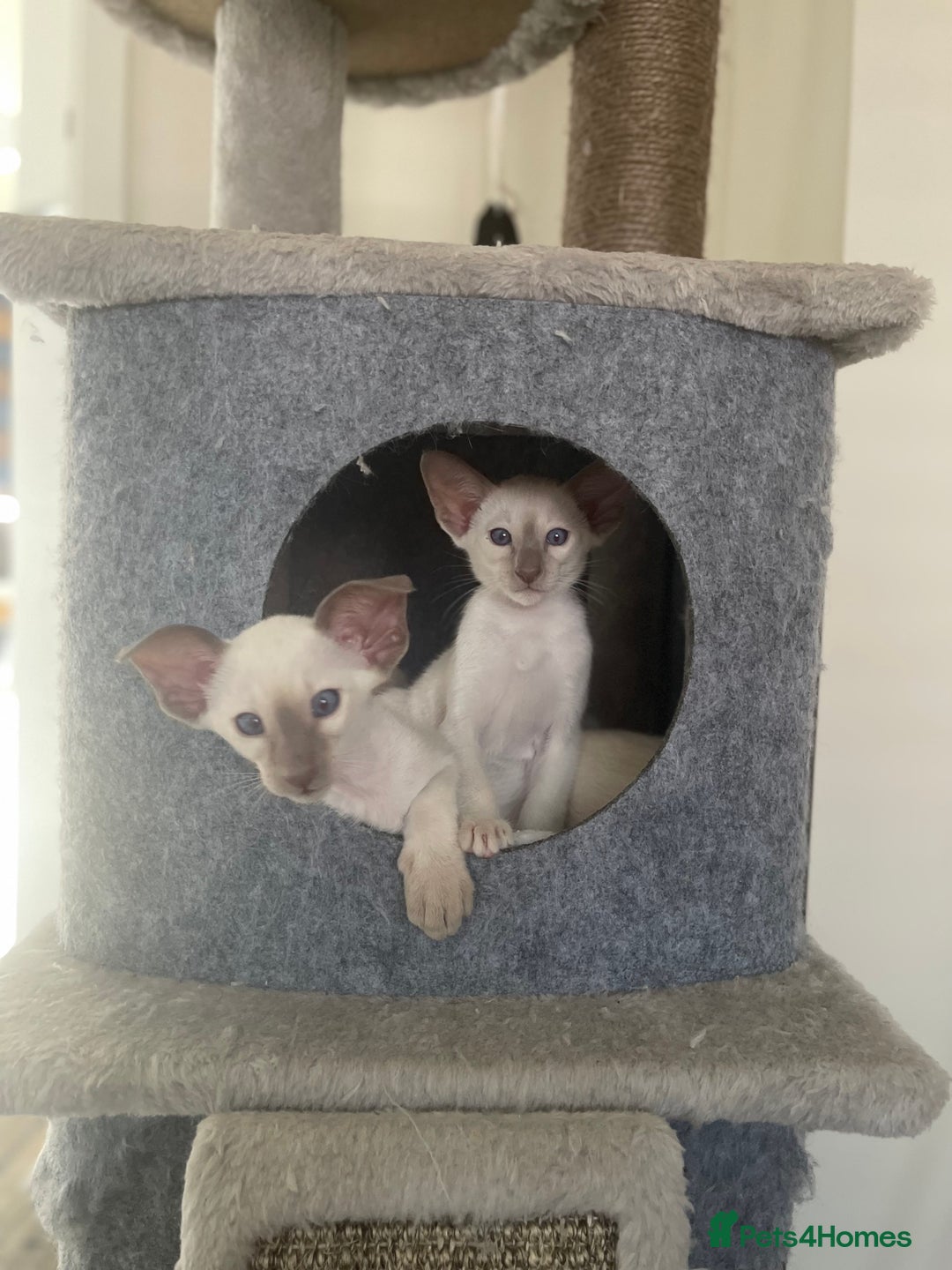 Siamese cats for sale: Lovely Siamese kittens🩵 in Leeds - Image 10