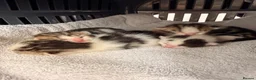 Mixed Breed cats for sale: Mixed white and tabbby kittens  - Advert 7