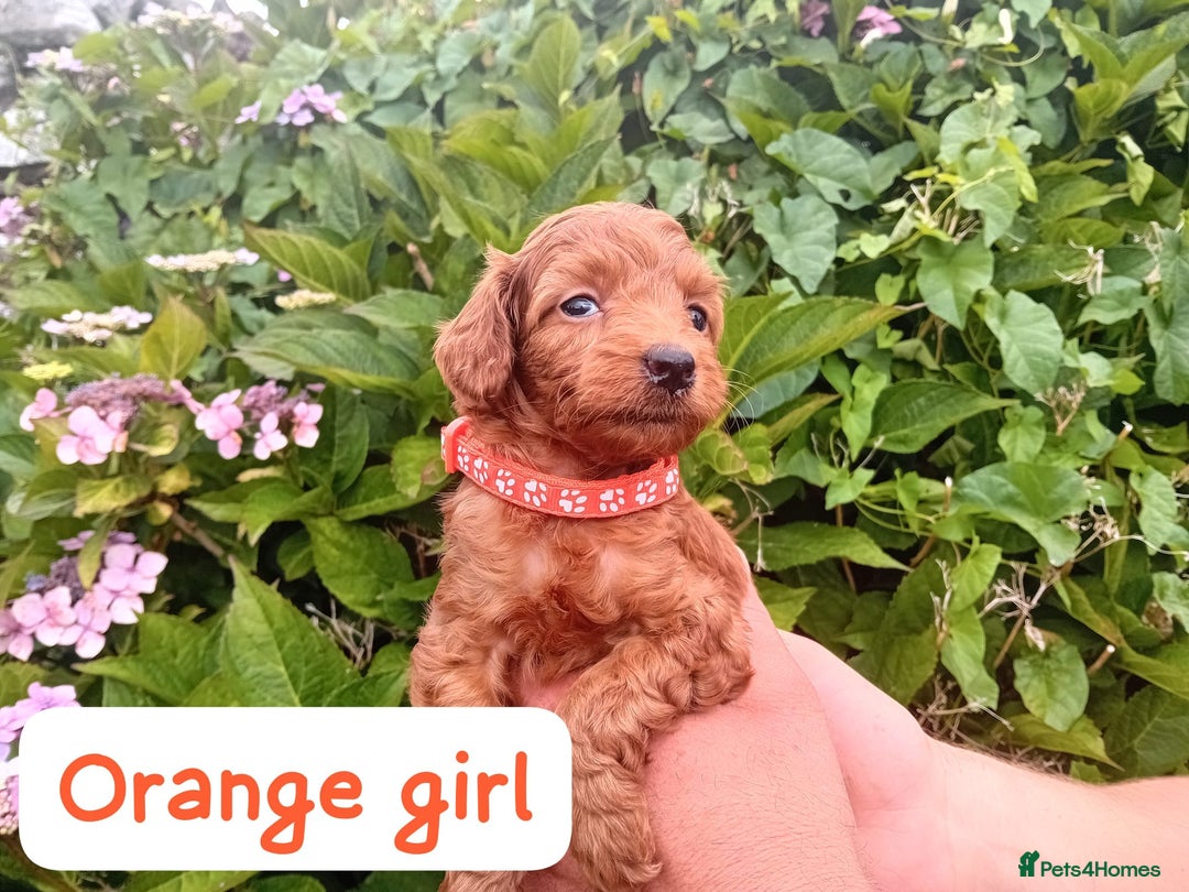 Goldendoodle dogs for sale: Stunning Miniature Goldendoodles - Image 22