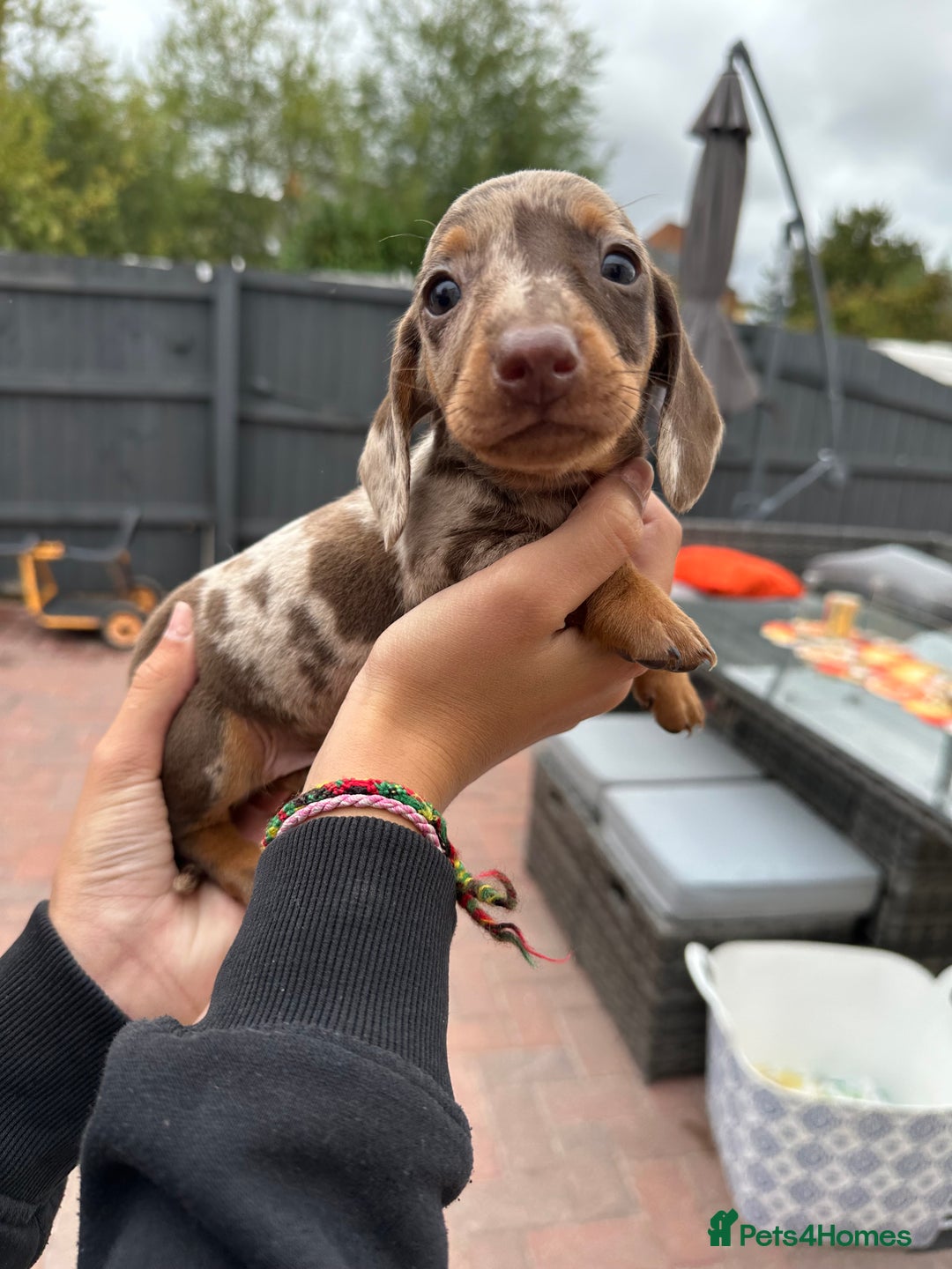 Dachshund dogs for sale: 5 dachshund puppies - Image 8