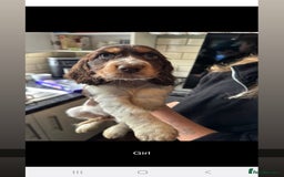 Cocker Spaniel dogs for sale: Cocker spaniel puppies  - Advert 4