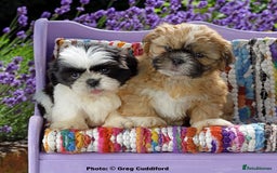 Shih Tzu dogs for sale: KC Shih Tzu REDUCED IN PRICE - Image 2