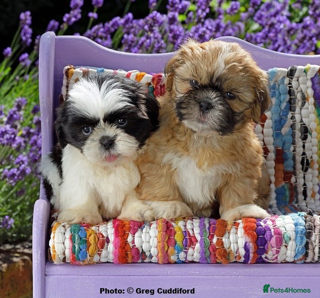 Shih Tzu dogs for sale: KC Shih Tzu REDUCED IN PRICE - Image 2