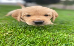 Goldador dogs for sale: Gorgeous Labrador/golden retriever puppies - Image 5