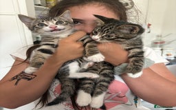 Domestic Shorthair cats for sale: 2 x male kittens  - Image 2