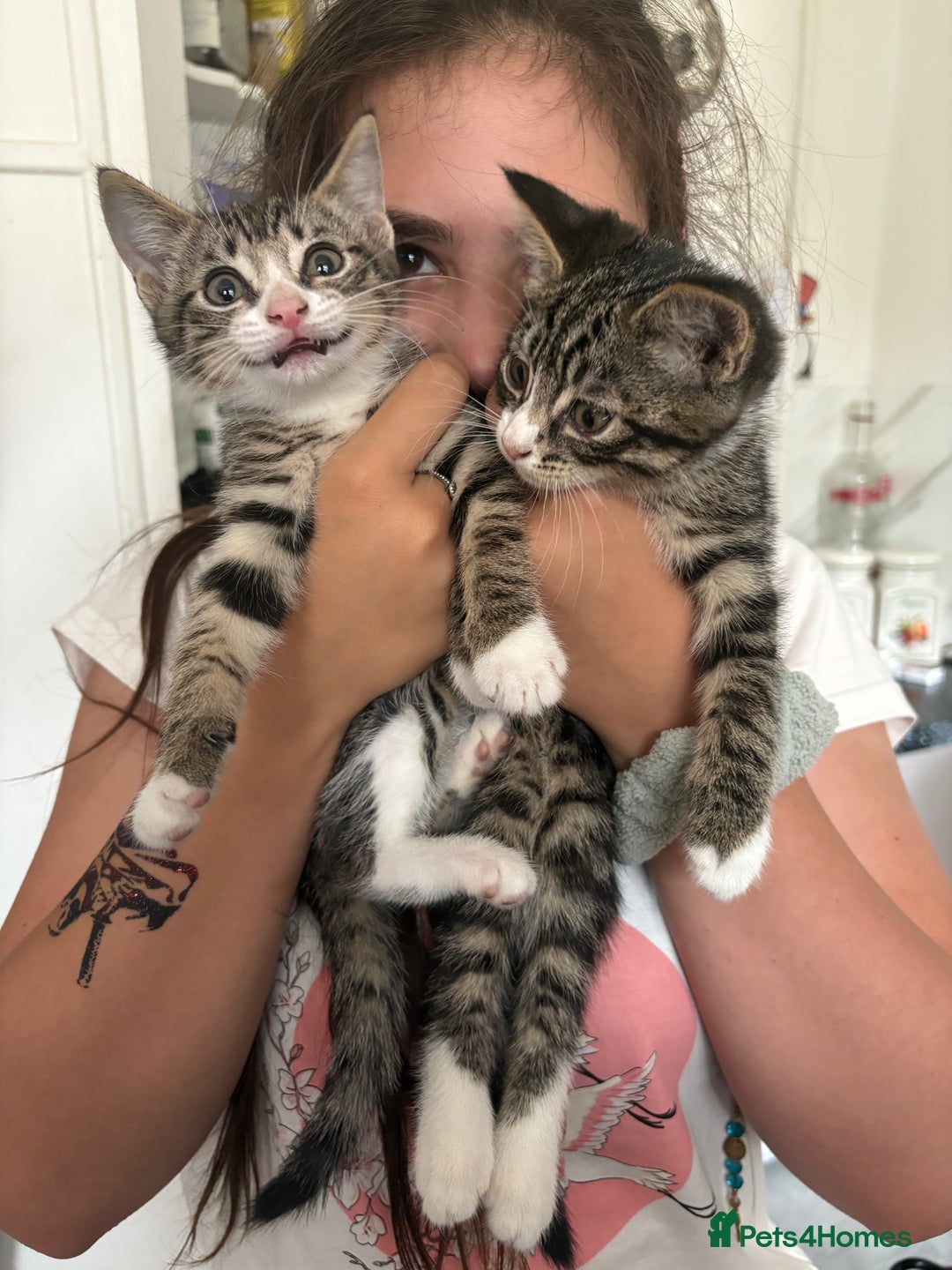 Domestic Shorthair cats for sale: 2 x male kittens  - Image 2
