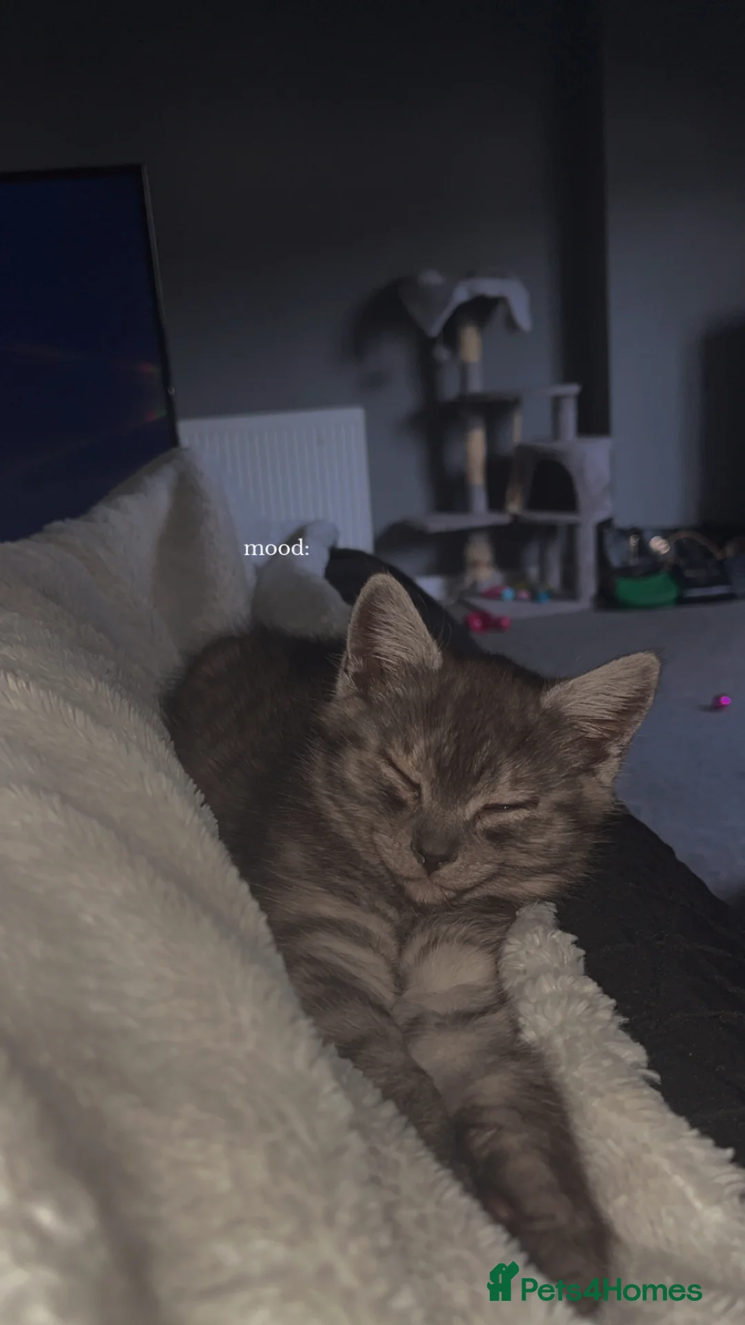 British Shorthair cats for sale: 1 male British shorthair  - Advert 2