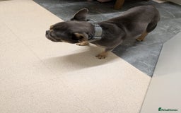 French Bulldog dogs for sale: Beautiful French bulldog  - Image 1