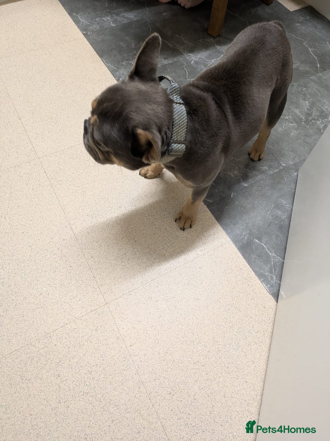 French Bulldog dogs for sale: Beautiful French bulldog  - Image 1