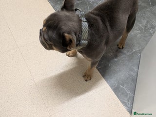 French Bulldog dogs - Advert 32