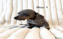Miniature Dachshund dogs for sale: LAST 2 BOYS Miniature smooth Dachshund puppies - Image 9