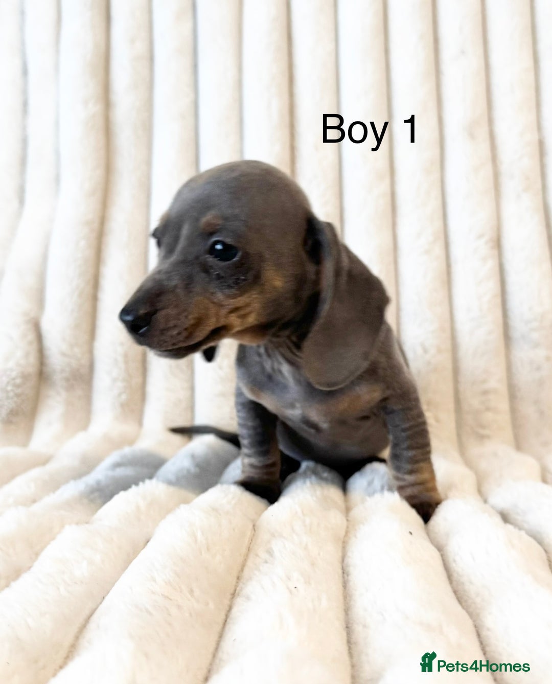 Miniature Dachshund dogs for sale: LAST 2 BOYS Miniature smooth Dachshund puppies - Image 9
