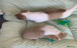 Chihuahua dogs for sale: Apple head boy Chihuahua  - Image 11