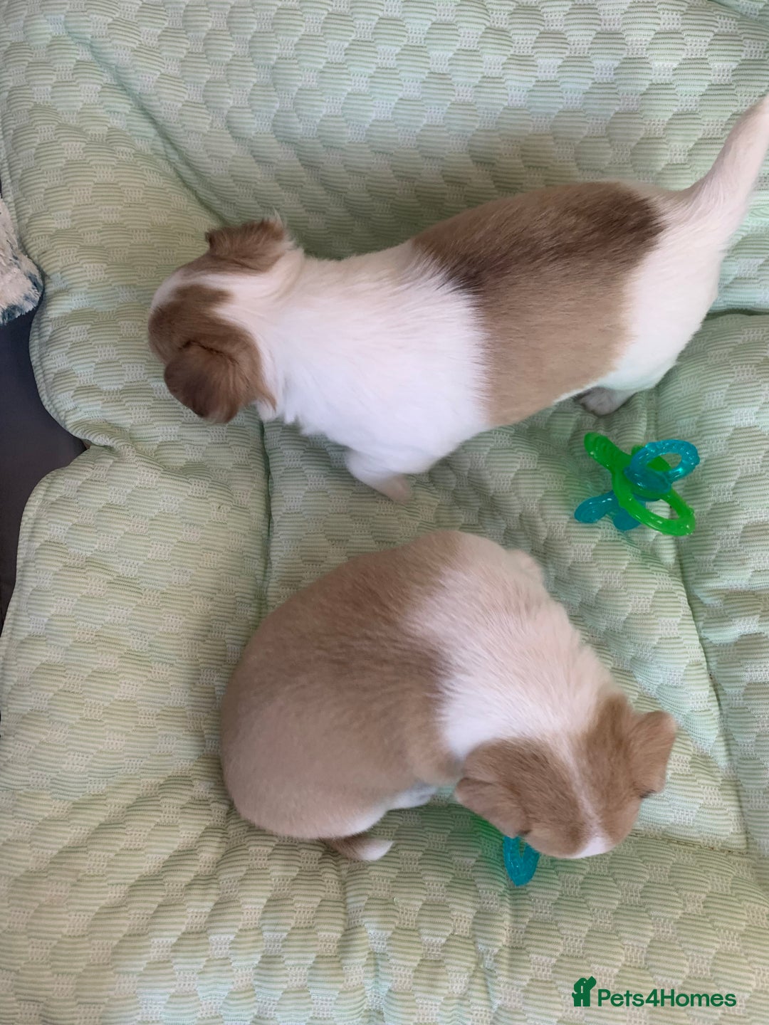 Chihuahua dogs for sale: Apple head boy Chihuahua  - Image 11
