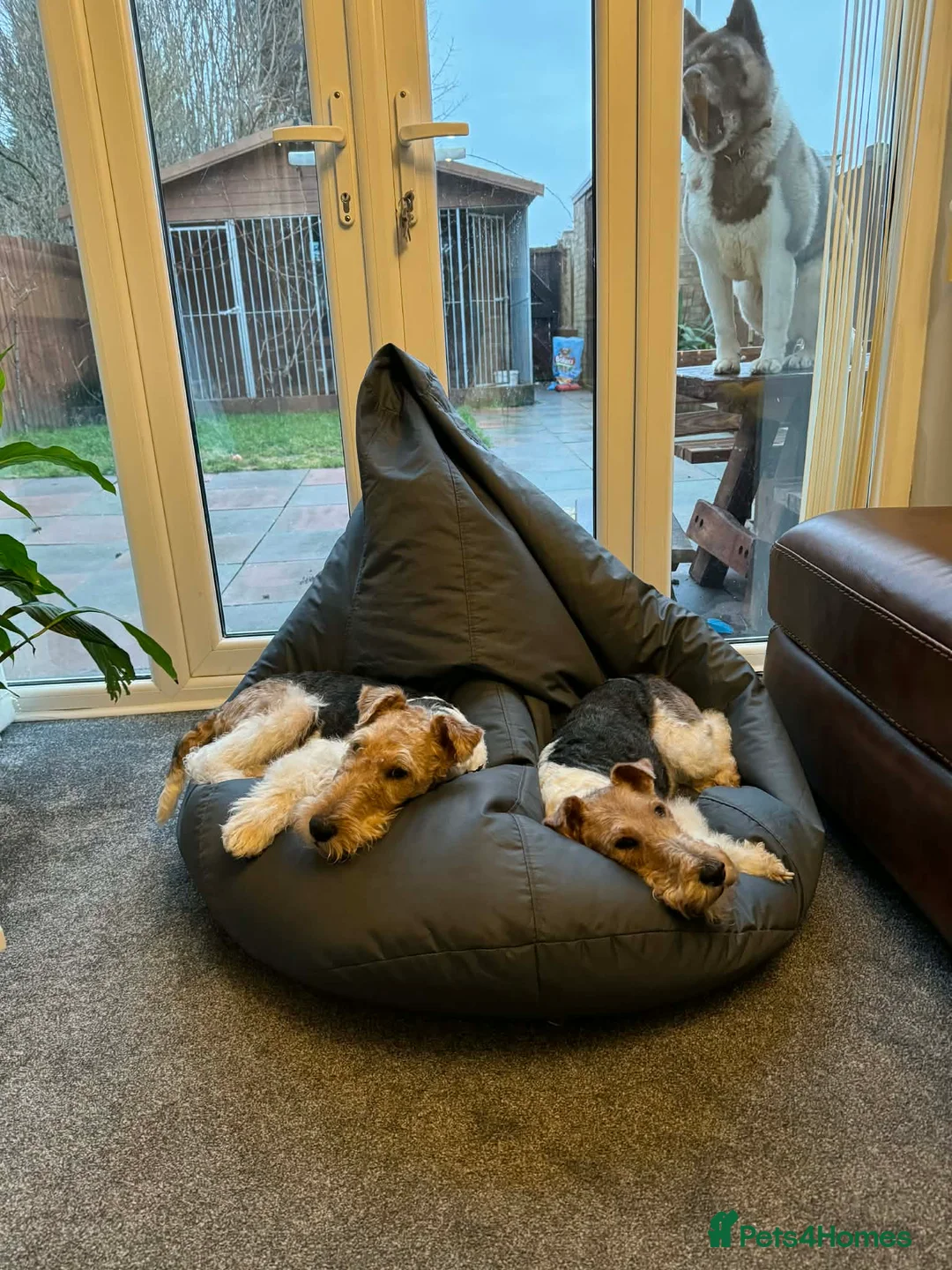 Fox Terrier dogs for sale: Fox terrier puppies for sale - Advert 2