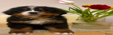 Bernese Mountain Dog Puppy 2