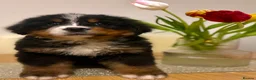 Bernese Mountain Dog dogs for sale: Bernese mountain dog pups in Ammanford - Advert 3