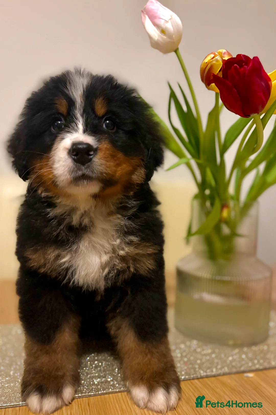 Bernese Mountain Dog dogs for sale: Bernese mountain dog pups in Ammanford - Advert 3