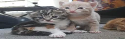 Mixed Breed cats for sale: Stunning long hair kittens, rare coat colours 😽  - Advert 15