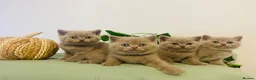 British Shorthair cats for sale: ✨Stunning Lilac  British Shorthair GCCF ✨ - Advert 12