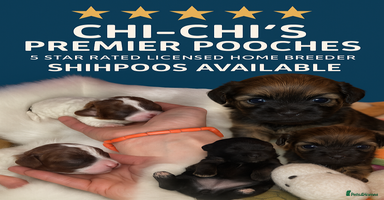 Shihpoo dogs - Advert 4