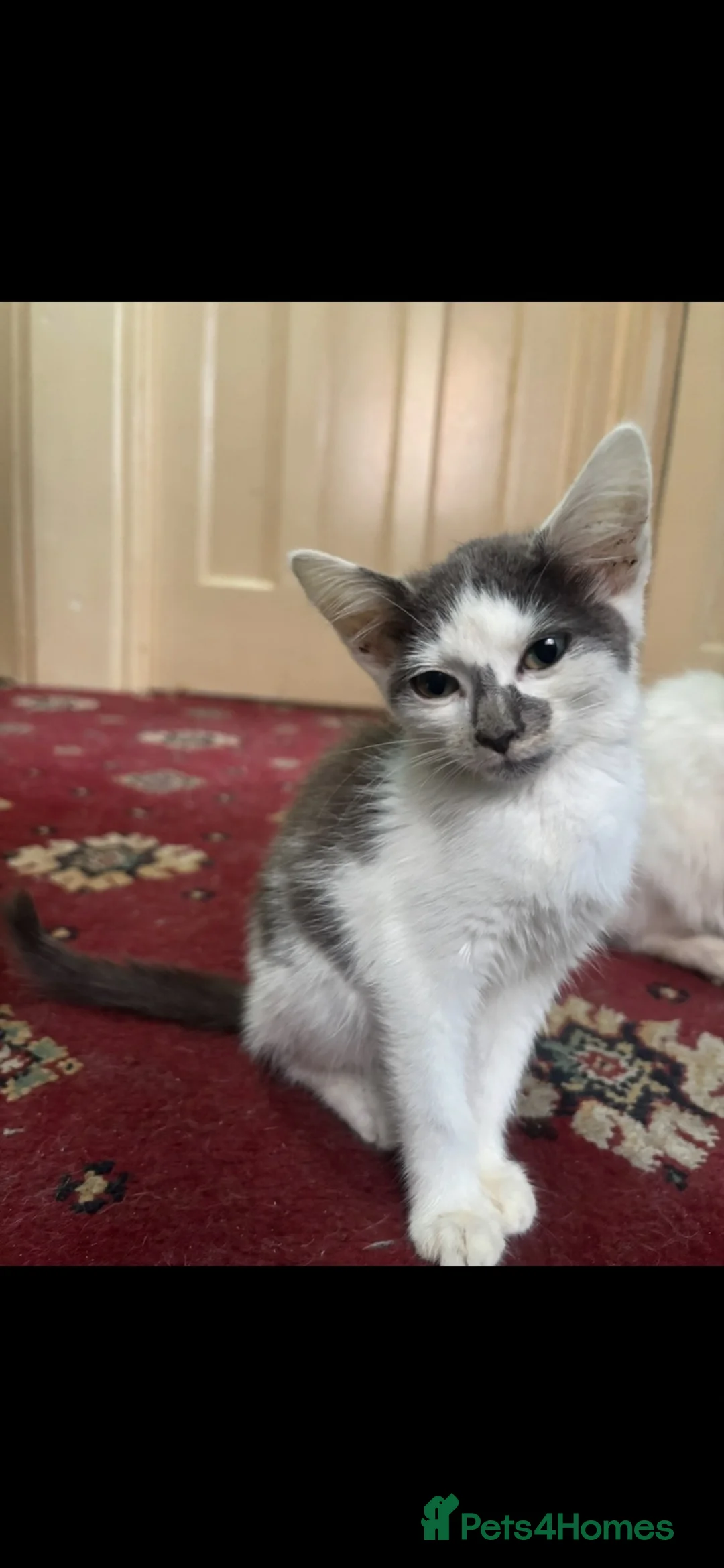 British Shorthair cats for sale: 5 kittens looking for a home - Advert 2