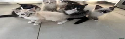 Ragdoll cats for sale: Ragdoll kittens  - Advert 2