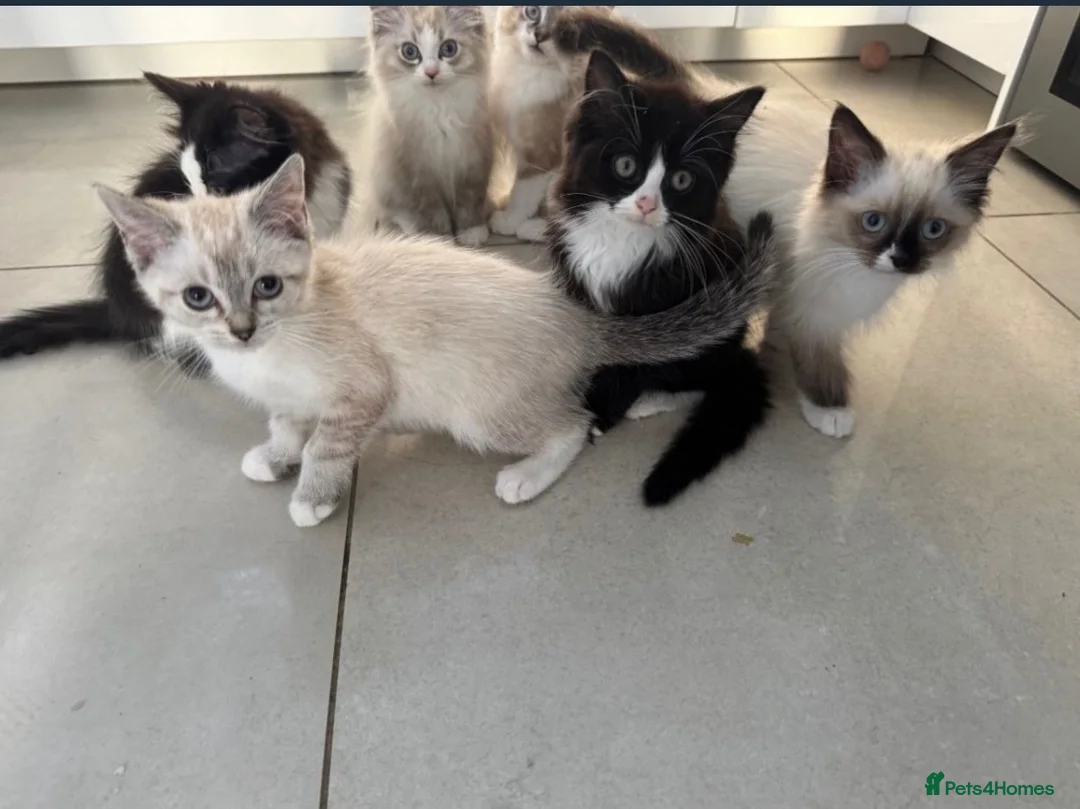 Ragdoll cats for sale: Ragdoll kittens  - Advert 2