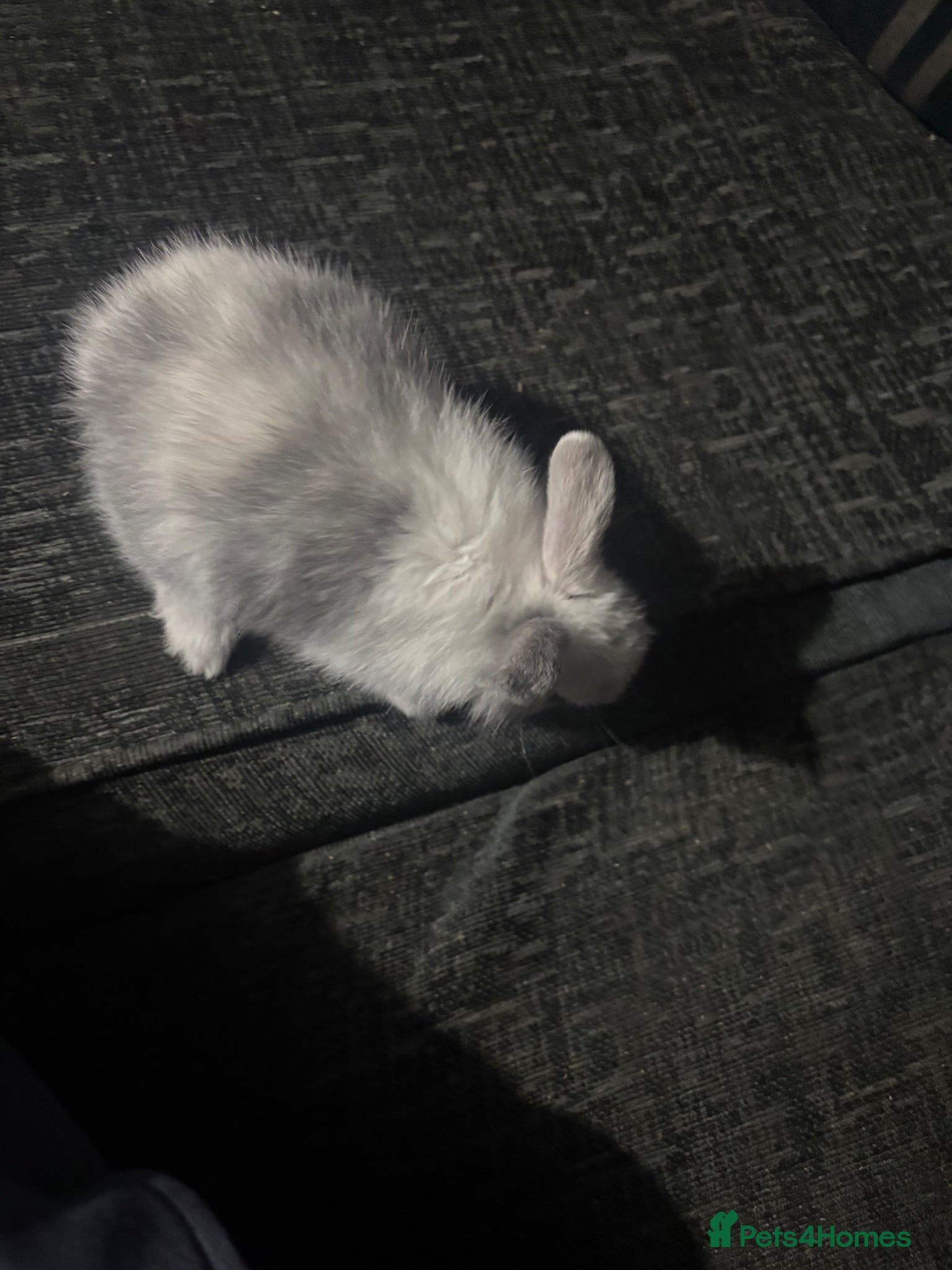 Mixed Breed rabbits Lion head mix baby  - Advert 1